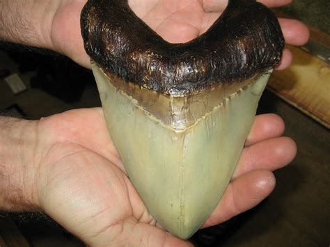 Giant fossil Megalodon shark tooth | Backside of a fossil sh… | Flickr