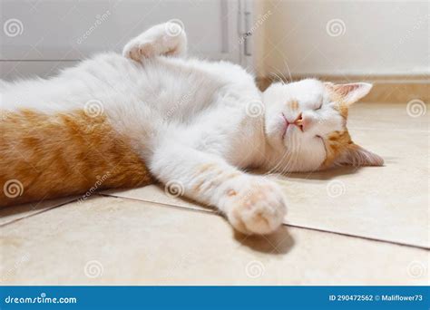 Ginger and White Cat Sleeping Upside Down on the Floor beside the Door ...