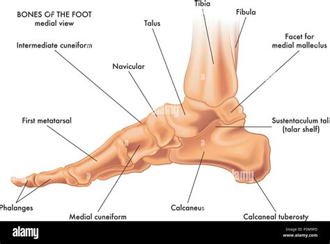 Medial Malleolus