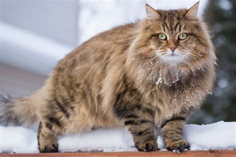 Siberian Cat — Full Profile, History, and Care