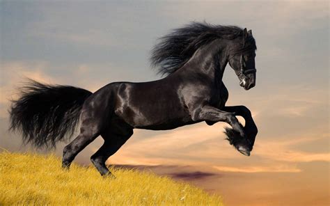 🔥 [77+] Beautiful Horse Wallpapers | WallpaperSafari