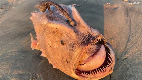 Rare deep sea fish found on San Diego beach | cbs8.com