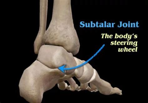 Subtalar Joint - Anatomy, Function, Movement