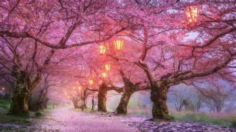 Cherry Blossoms Anime Scenery Wallpapers - Top Free Cherry Blossoms ...