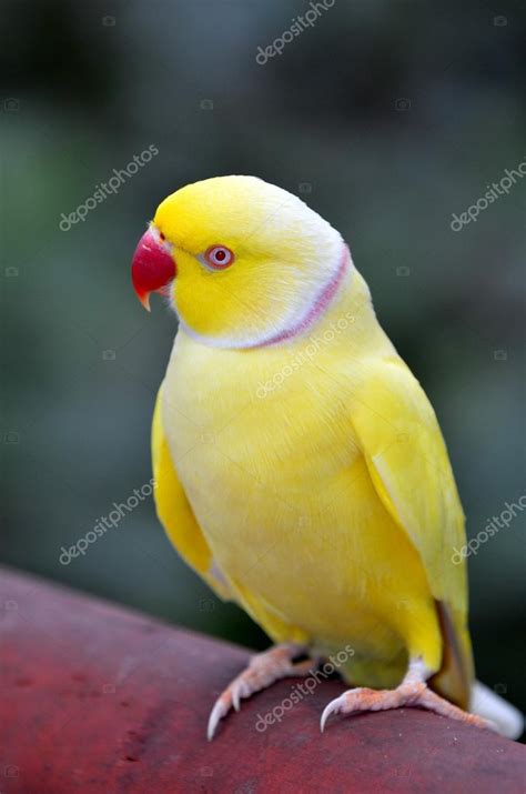 Lutino Indian Ringneck The Animal Store Baby Birds For Sale | atelier ...