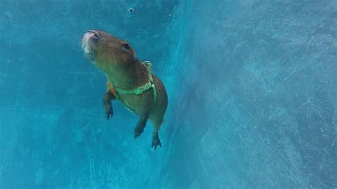 PsBattle: Capybara Swimming : photoshopbattles