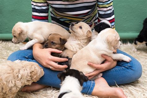 Puppies Playing With Parents! - 96.5 KOIT