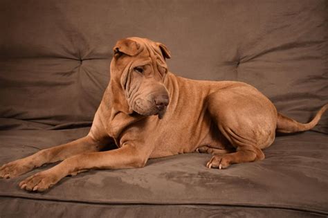 Does your pei give you "scary dog privilege?" : sharpei