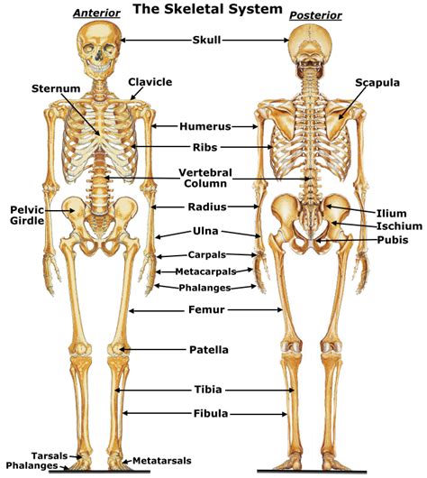 Hoopman's Science: Grade 7 Week 11: The Skeletal System