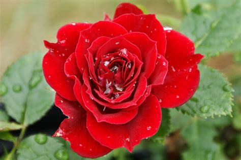 Red Rose Flowers ~ Flowers Wallpapers