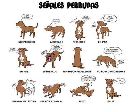 UN GRAN MUNDO LLENO DE ANIMALES: Lenguaje Corporal de los Perros