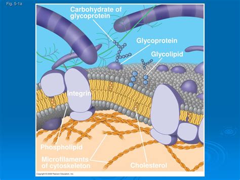 PPT - Membrane Structure and Function PowerPoint Presentation, free ...