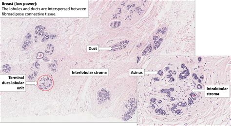 Breast – Normal Histology – NUS Pathweb :: NUS Pathweb