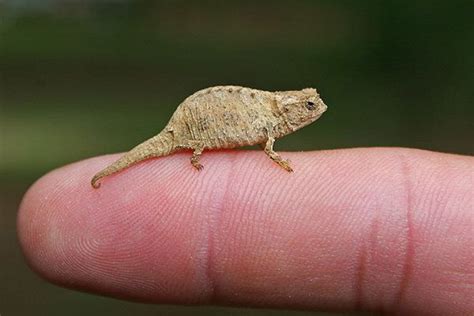 Top 10 smallest animals in the world - FLOOP