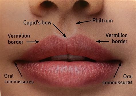 Lip Anatomy | Essence Medical Cosmetic Clinic