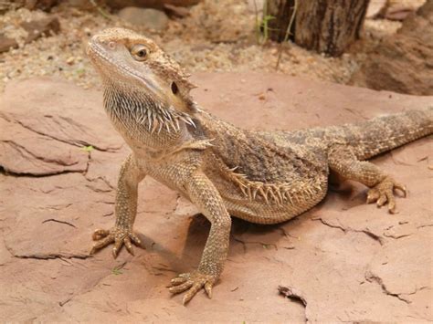 Bearded Dragon Habitat in the Wild: Guide in Setting Up Terrariums ...