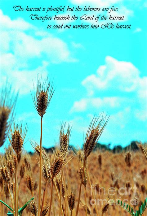 The Harvest Is Plentiful by Thomas R Fletcher