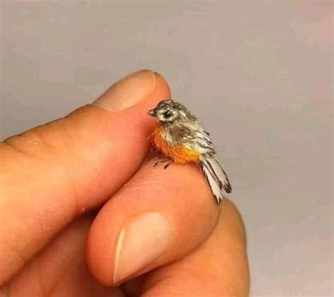 hoho on Twitter: "RT @jimrosecircus1: The smallest bird in the world is ...