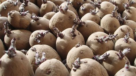 How to Grow Seed Potatoes - How To Plant