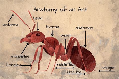 Anatomy of an Ant, Montessori, Waldorf, Science, STEM, Common Core ...