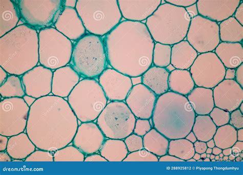 Plant Tissues Under the Microscope in the Laboratory. Stock Photo ...