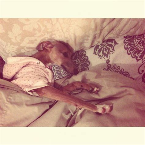 Sweet Italian Greyhound sleeping. Cosy & cute! • Puppy • Dogs | Italian ...