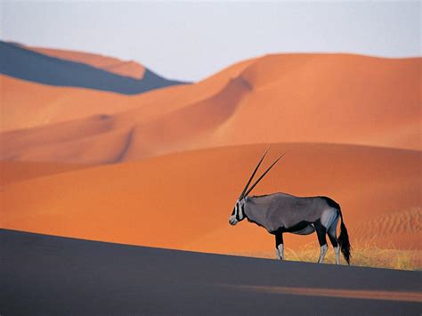 Namibia’s Incredible Desert Adapted Animals