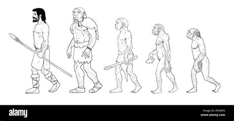 Human evolution digital illustration, homo erectus, australopithecus ...