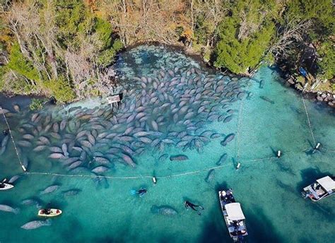 Three Sister Springs. Tons of manatees. How wonderful. PureFlorida ...