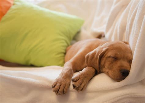 Should You Let Your Puppy Sleep with You in Bed? — The Puppy Academy