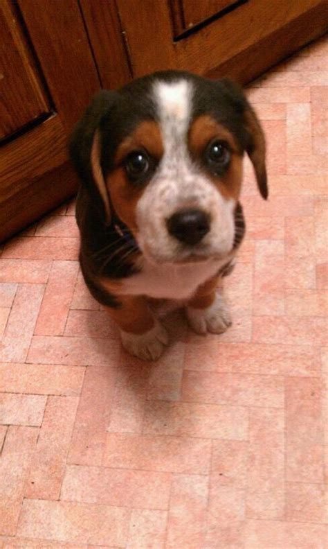 Cross a beagle with a Bernese mountain dog | Bernese mountain dog ...