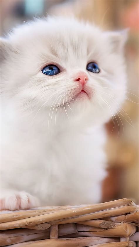 91 Wallpaper Hd White Cat For FREE - MyWeb