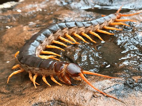 Northwest's Complete Guide To Giant Centipedes In AZ