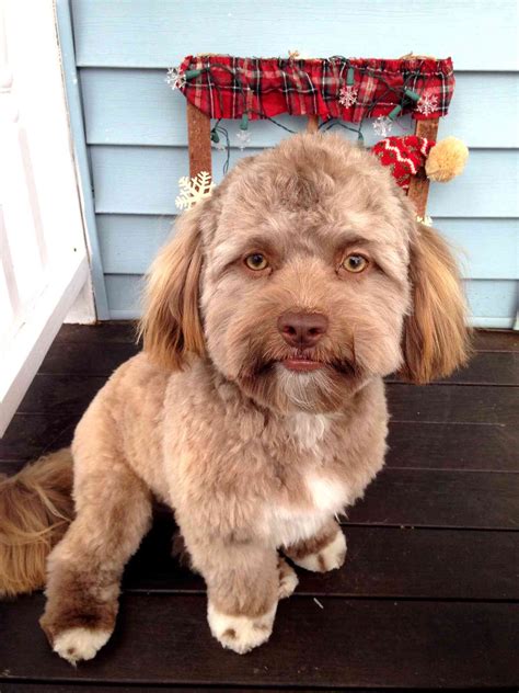 Dog Yogi has Very Human Face, Photo Goes Viral