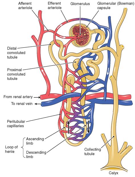 The Urinary System (Structure and Function) (Nursing) Part 1