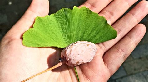 Ginko štiti nervne ćelije mrežnjače od povreda koje uzrokuje glaukom