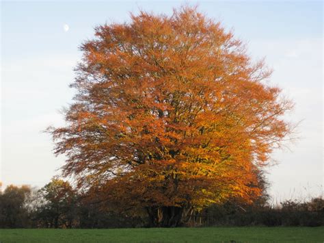 Beautiful beech tree in autumn colours, by CountryMove.co.uk Beech Tree ...