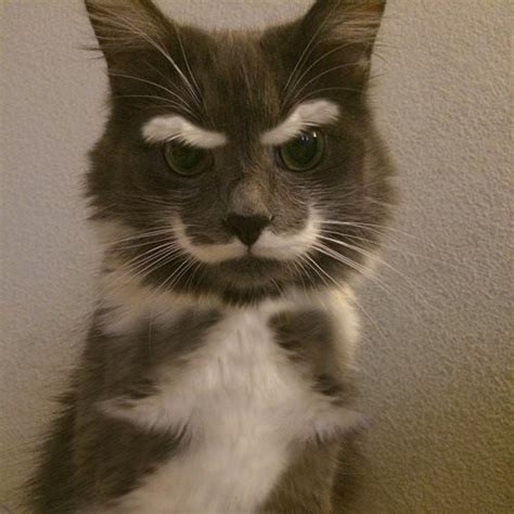 Death Stare Cat. : r/pics