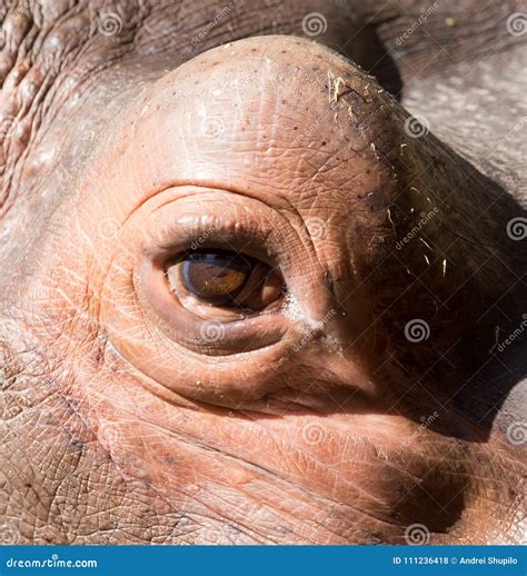 Hippo Teeth Stock Photo | CartoonDealer.com #59545614