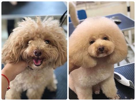 Cách dưỡng lông đầu dài cho chó Poodle để tạo kiểu tại nhà - Hỏi Đáp Thú y