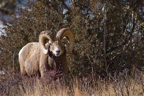 Elk & Wildlife - McGregor Mountain Lodge - Estes Park, CO