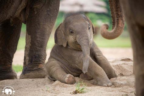 Top 10 Adorable Animals That Will Melt Your Heart - tsaleach.com