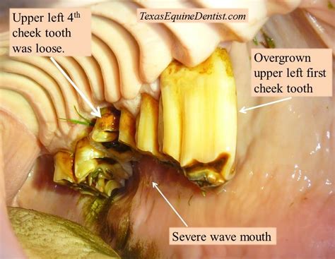 Horse Teeth Diagram