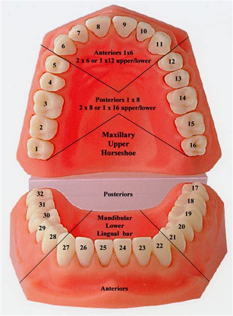 Dental Tooth Numbers Diagram