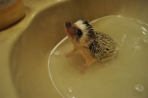 Hedgehog Bath Time : aww