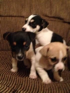 Adorable Jack Russell/Rat Terrier puppies for Sale in Big Canoe ...