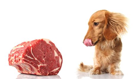 Raw Or Cooked Meat For Dogs (Which Is Better?) - Rick's Dog Deli