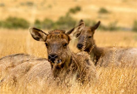 Wake Up to Wildlife | Yellowstone National Park Lodge