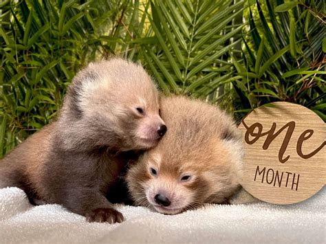 BPZOO Welcomes Two Endangered Red Panda Cubs | The Buttonwood Park Zoo