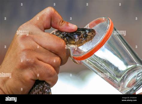 Snake venom hi-res stock photography and images - Alamy